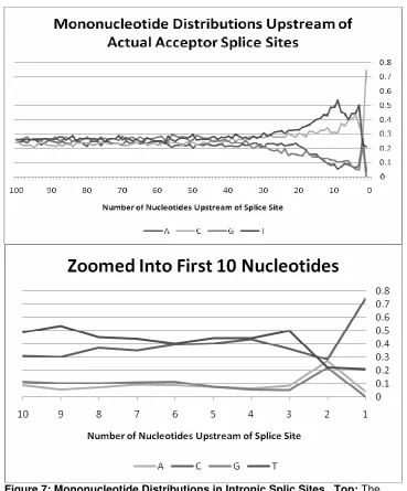 Figure 7: Mononucleotide Distributions in Intronic Splic Sites.  Top: The overal gradual increase in frequency of both C and T coupled with the gradual 