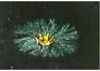Figure 11. Pegasus velocity recorder
