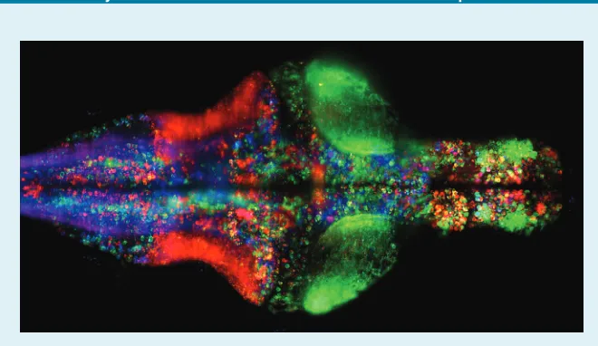 Figure 8. Visualization of neurons in the zebrafish brain created with Spark, where each neuron is colored based on the direction of movement that correlates with its activity