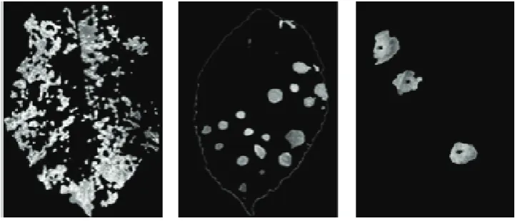 Figure 2  Three kinds of apple diseased leaf images 