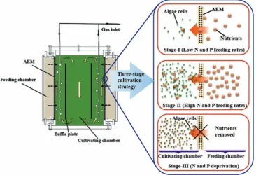 Figure 1  Schematic of anion exchange membrane photobioreactor and the process of three-stage cultivation strategy[16]