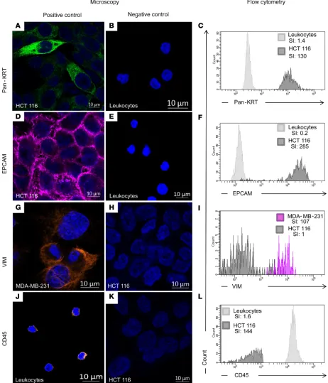 Figure 1. Validation of the antibodies used in the study. Each antibody was tested on positive and negative controls cells by microscopy (left panel) and flow cytometry (right panel), n = 3 times each