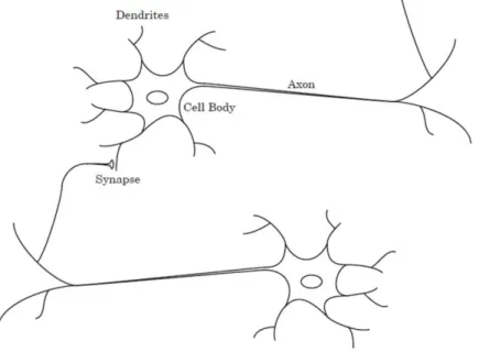 Figure 1 Schematic drawing of biological neurons [12]