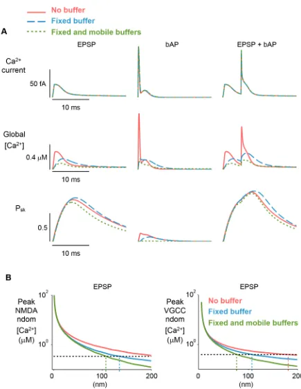 Fig 3. Tight-coupling of SK-channels to Ca2+ source ensures robust SK-channel activation
