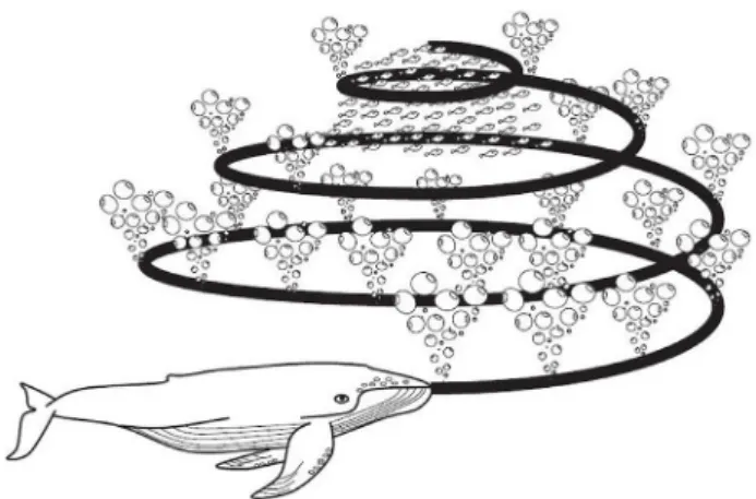 Fig. 5 Hunting process of Bubble-net feeding for humpback whales [32]