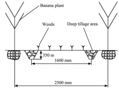 Figure 1  Schematic diagram of subsoiling for banana fields 