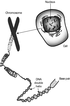 Figure 5.1. The cell, chromosomes and DNA.  An organization based on a billion years of evolution 
