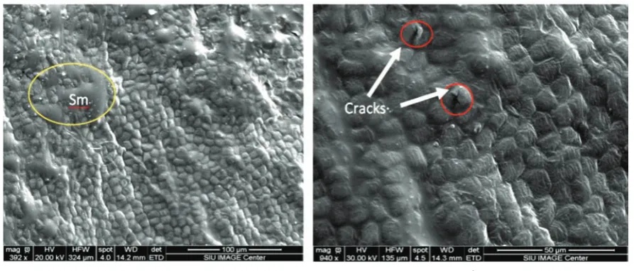 Figure 7  SEM images of surface of soybean dried under MW conditions of level 3 for 3 min (a) and 4 min (b) 