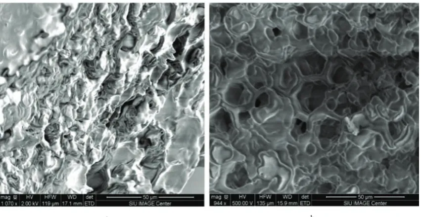 Figure 10  SEM images of Canola drying by MW for a drying time of 3 min (a) and for 4 min (b) 