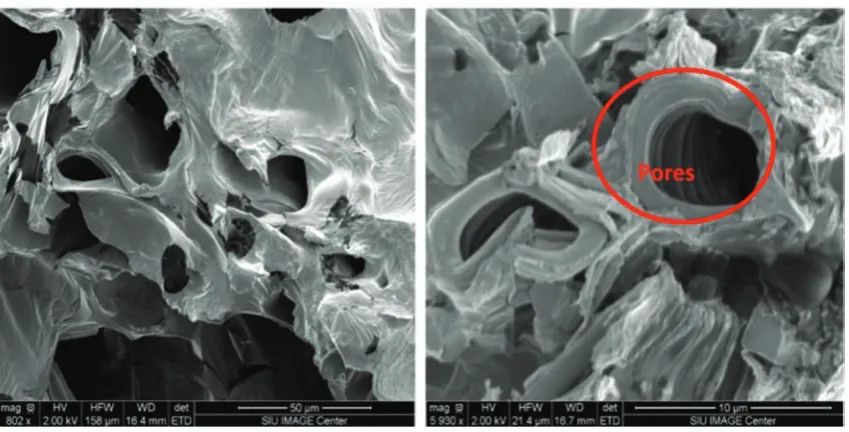 Figure 11  SEM image of canola seed dried using MW for an exposure time of 6 min 