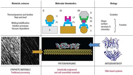 Figure 3-8 : In molecular biomimetics, inorganic-binding proteins could potentially be used as (i) linkers for nanoparticle immobilization; (ii) functional molecules assembled on specific substrates; and (iii) heterobifunctional linkers involving two (or m