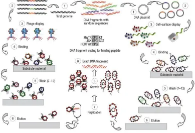 Figure 3-9 : Phage display and cell-surface display. Principles of the protocols used for selecting 