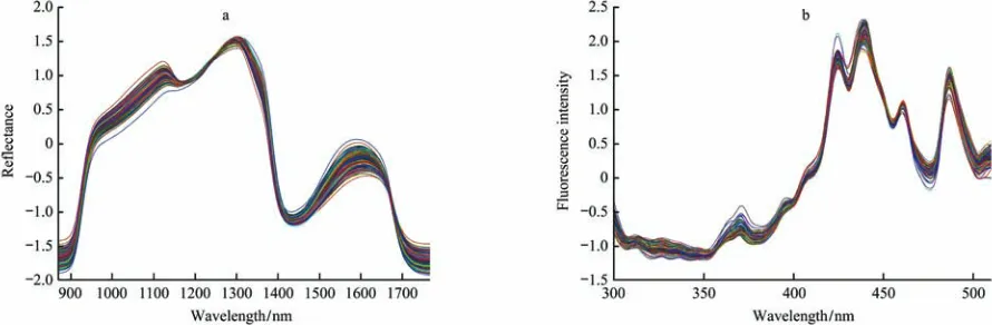 Figure 2  Spectral curves of lettuce leaf samples after SG-SNV preprocessing method 