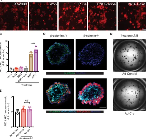 Figure 2. Blockade of AEC2-to-AEC1 differentiation by tankyrase inhibition is not due to βculture