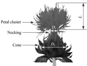 Figure 2  Diameter of the safflower capitulum 
