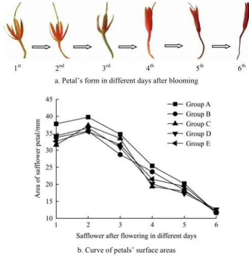 Figure 6  Petals’ surface areas and forms in different days  