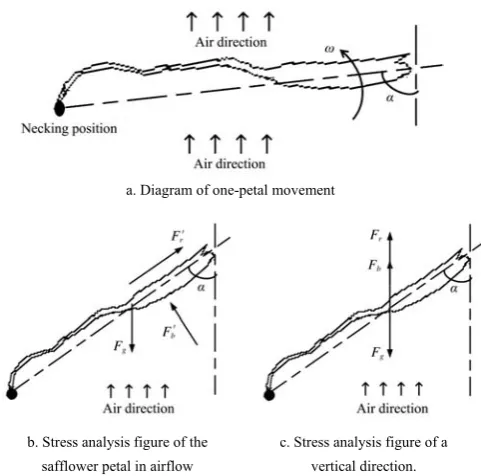 Figure 7  Force analysis diagram of the safflower petal in airflow 