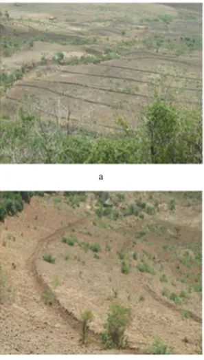 Figure 4  Stone bund treated fields (a) and the small channel 