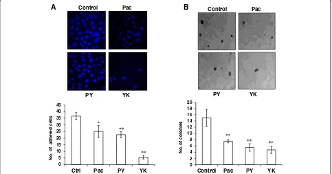 Fig. 2 Inhibition of cell adhesion to collagen and colony formation in the presence offor 24 h