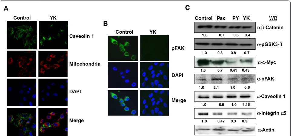 Fig. 5 Effect of Yukyung Karne on extracellular matrix proteins. SKOV6 cells were cultured on cover slips and treated with Paclitaxel (Pac, 10 nM),Yukyung Karne (YK, 100 μg) or PY [Pac (10 nM) + YK (100 μg)] for 24 h and processed for immunofluorescence an