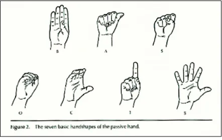 Fig 1.  The seven basic hand shapes of the passive hand 