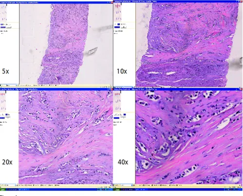 Figure 1WSI-Viewer with different magnificationsWSI-Viewer with different magnifications.