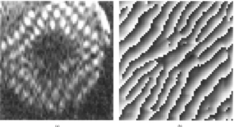 Fig. 2. (a) 2-D 1-1 SPAMM-tagged short axis image of the left ventricle and (b) one of its angle images