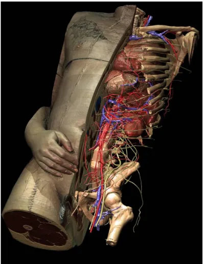 Figure 1: 3D model of the inner organs derived from the Visible Human  data set. The representation exhibits a high degree of realism