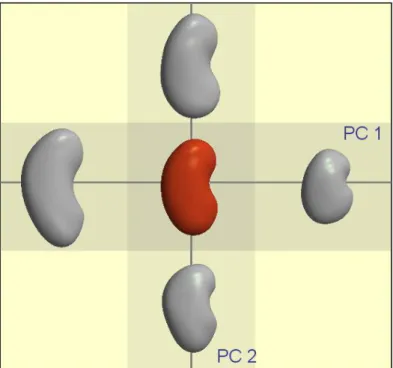 Figure 5: The average kidney of the population (center) and the first two  modes of deformation