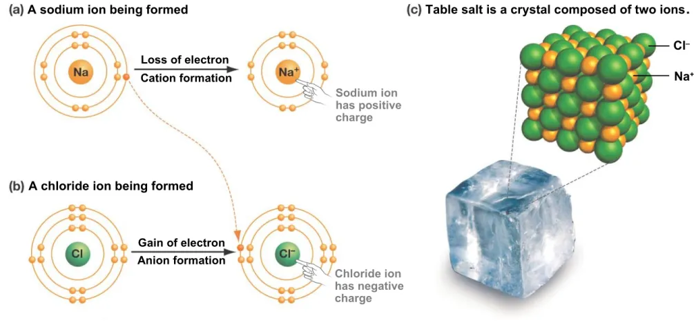 Table salt is a crystal composed of two ions . Cl – Na +Loss of electron Cation formation Anion formationGain of electron Sodium ion has positivecharge Chloride ion has negative charge