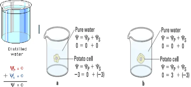 Figure 2. Plant cell in an aqueous solution. The water potential of the cell equals  that of