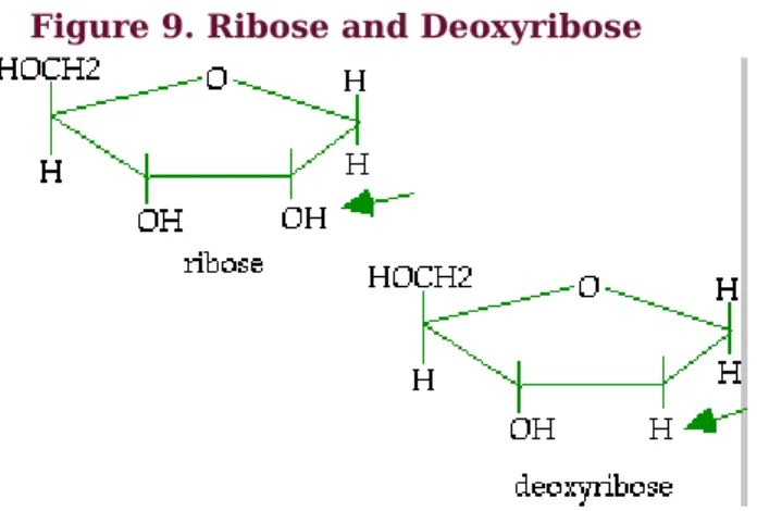 Figure 9. Ribose and Deoxyribose