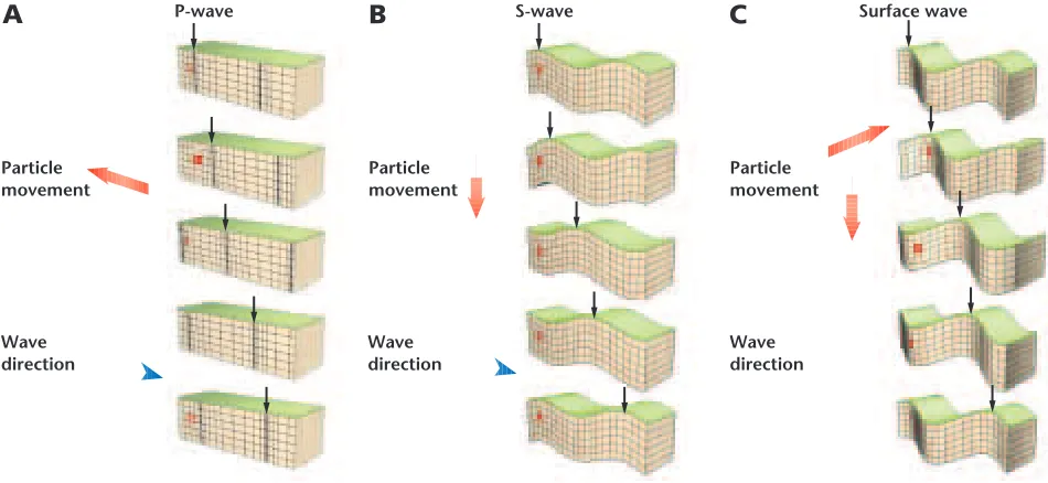 Figure 19-5 A P-wavecauses rock particles to moveback and forth as it passes(A). An S-wave causes rockparticles to move at rightangles to the direction ofthe wave (B)
