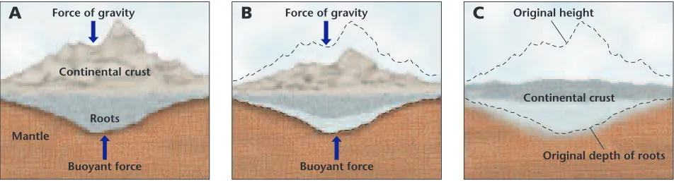 Figure 20-4 Mountains areunderlain by massive rootsthat extend into the mantle(A). As erosion takes place,mass is lost from the moun-tain, causing the root to risein response to this decreasein mass (B)