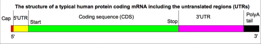 Figure 1: Structure of the human messenger RNA. The human messenger RNA (mRNA) is composed by an upstream cap, which protects it from RNases and allows the recognition by the ribosome, the 5’ untranslated region (important for modulation of translation ini