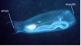 Figure 1: Photographs of salps in their two life phases.