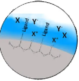Figure 1.2. Simple scheme of HILIC retention with neutral (X), basic (X+) and acidic (Y-) 