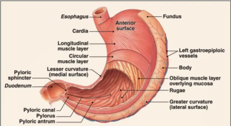 Fig 1: Stomach  [4]