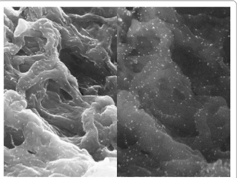 Figure 6 VEGFSEM (20000×)165-collagen complex on day 3 (a) and day 5 (b), .