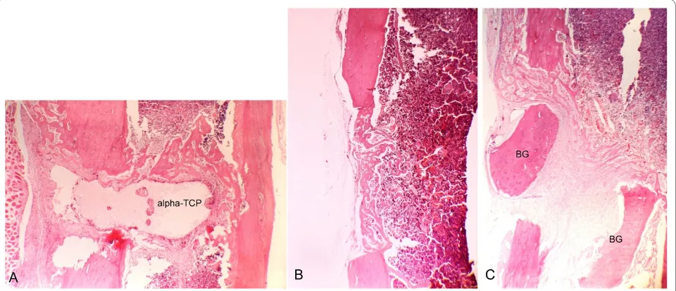 Figure 5 Histological analysis of the T cavity, in samples collected on postoperative day sevenblock within the cavity