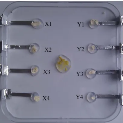 Figure 1. The unconnected grid array, seeded with plasmodium on the center agar hemisphere, from which it grows out and connects each tube