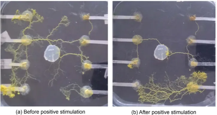 Figure 2. clearly visible as yellow tubes connecting the agar electrodes. LALF stimulation between X3 and Y3; after stimulation the network connectivity remains between the The programmable grid array connected by protoplasmic tubes of Physarum polycephalum High network connectivity is visible before stimulated electrodes while other connections have been abandoned.