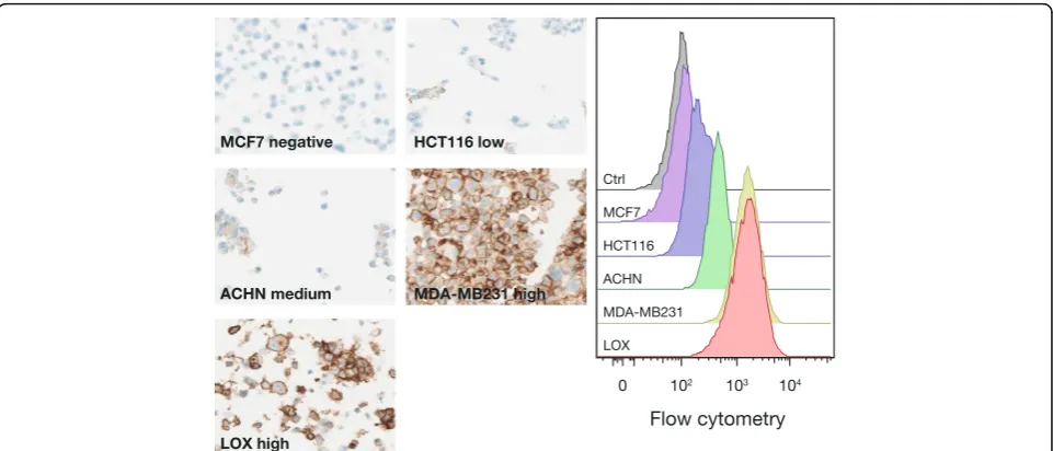 Fig. 1 PD-L1 expression in adenocarcinoma cell lines labeled with the PD-L1 (SP263) antibody