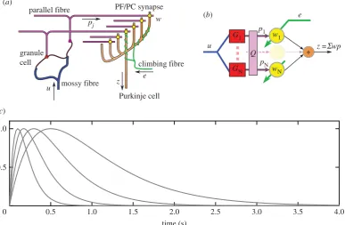 Figure 2. (which receive input from mossy and parallel fibres and send inhibitory projections back to the synapses between mossy fibres and granule cells