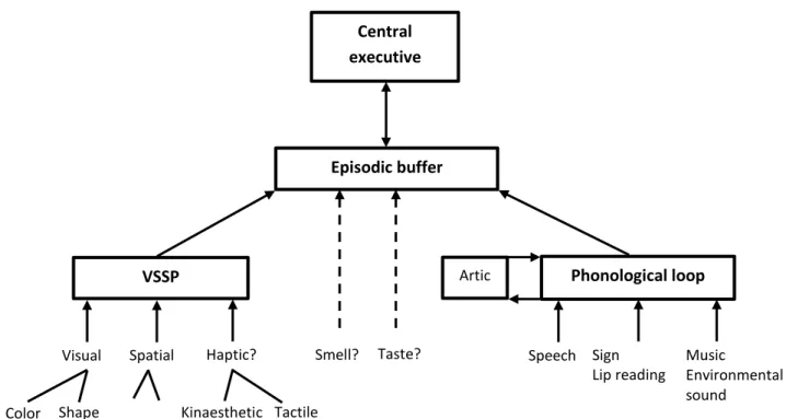 Figure 3.1.  A speculative view of the flow of information from perception to working  memory