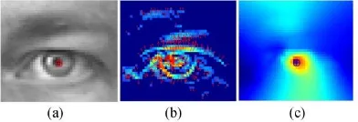 Fig. 3.  An example of gradient-based eye centre localisation. (a) An eye image. (b) Gradient magnitude image where the gradient directions are represented by arrows
