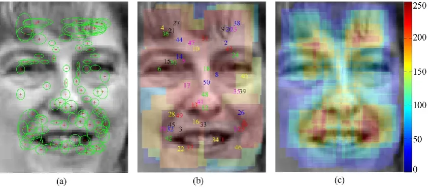 Fig. 8. Visualisation of facial discriminability with regard to gender classification