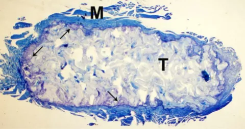 Figure 6Control specimen, histological section, GiemsaControl specimen, histological section, Giemsa