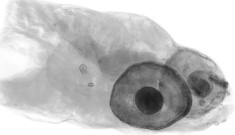 Fig. 6. Ray-casting volume rendering of a zebrafish volume dataset.