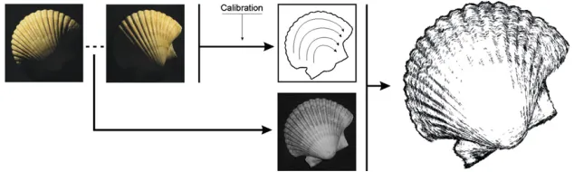 Fig. 1. System diagram for the generation of non-photorealistic rendering from multiple images